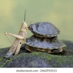 360篮球直播吧:高清赛事尽享,精彩对决不容错过 u11t6